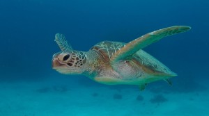 papahnaumokukea-green-turtle