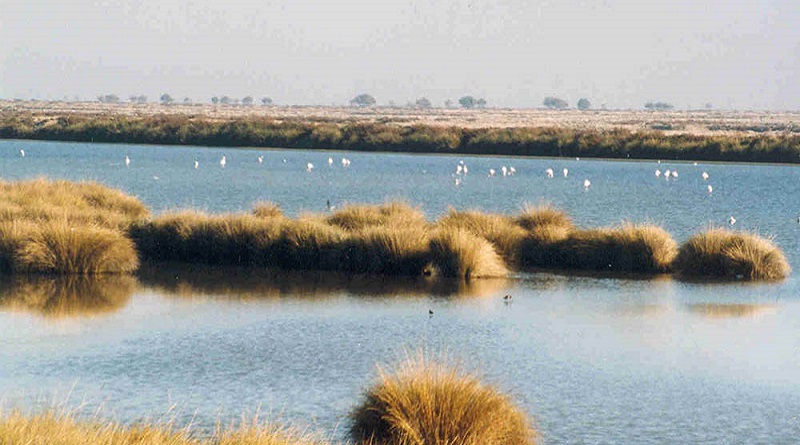 Drive to protect world’s wetlands gains momentum