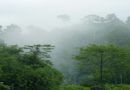 REDD+: Strengthening forests and food security