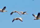 As pressures mount on migratory birds, these cities are becoming safe havens