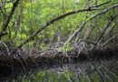 Ondo mangrove restoration project will mitigate climate change, says Don Ondo mangrove restoration project will mitigate climate change, says Don