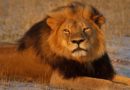 World Lion Day: Nigeria’s lions on verge of extinction