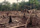 Anambra moves against deforestation, bush burning, others