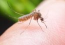 Study found mosquitoes resistant to insecticides in Jigawa