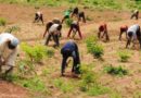 IFAD distributes inputs to Taraba wet season rice, cassava farmers