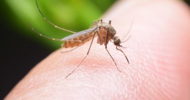 Benin, Liberia, Sierra Leone roll out malaria vaccine