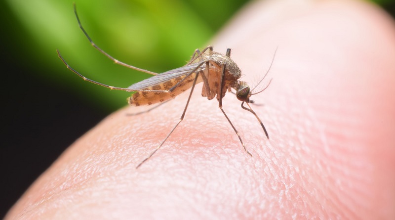 Benin, Liberia, Sierra Leone roll out malaria vaccine