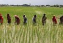CGIAR Sustainable Farming Program deploying scientific tools to ensure food security from pests, disease