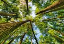 NATOP advises FG to intensify efforts on environmental conservation to boost tourism NATOP advises FG to intensify efforts on environmental conservation to boost tourism
