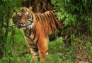 Nigeria needs strong laws, enforcement to protect endangered species — Wild Africa Fund