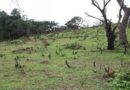 ACReSAL marketplace showcases success in restoring degraded landscape ACReSAL marketplace showcases success in restoring degraded landscape