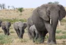 Wild Africa Fund seeks collaboration to fight illegal wildlife trade