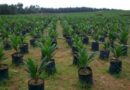 Green Sahara partners USOSA, foundation to plant 10,000 trees in schools