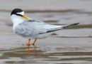Global wildlife campaign calls for urgent action to create and protect green spaces, reduce bird collisions, others