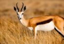 Wild Africa Fund unveils Nigeria’s first wildlife show for kids