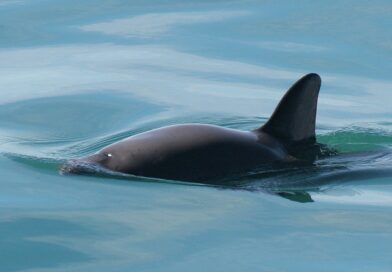 Commission recommends developing factual record on Vaquita Porpoise