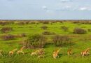 New maps document world’s largest land animal migration across South Sudan, Ethiopia