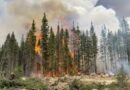 Global Fire Management Hub takes place as wildfires rage
